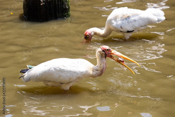 Obraz Bird eating fish