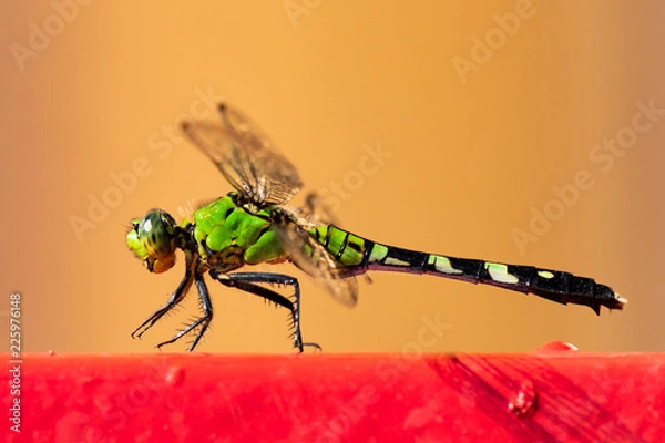 Obraz Dragon fly macro