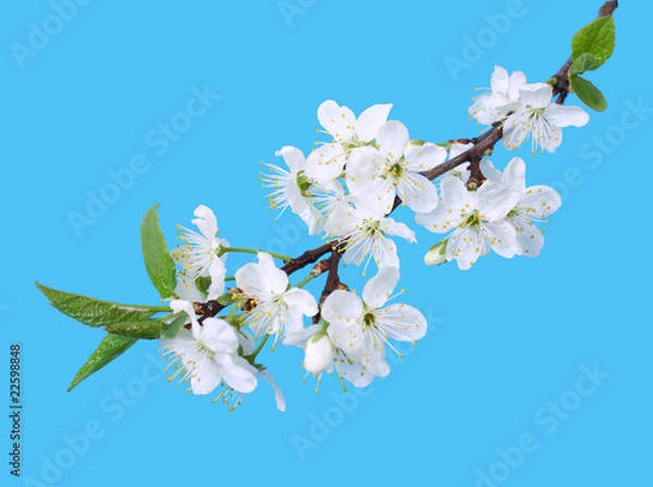 Obraz Spring cherry flowers