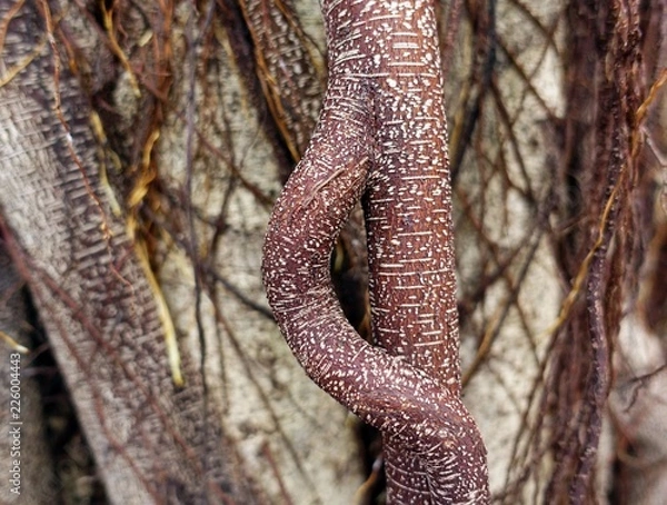 Obraz Banyan Tree Branches