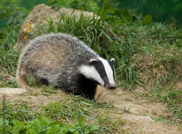Obraz European Badger cub