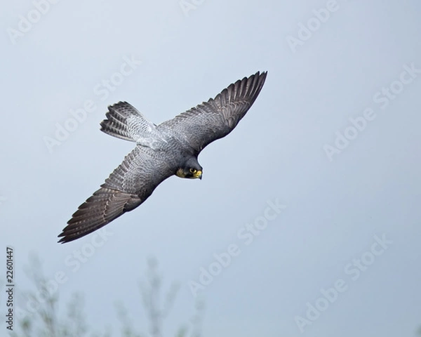 Obraz Peregrine Falcon
