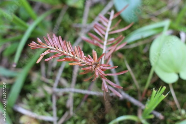 Fototapeta spruce sprout