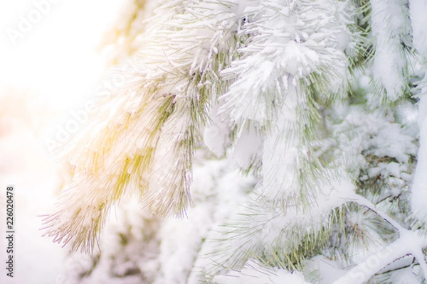 Obraz Snow covered pine tree branches close-up with magic sunlight