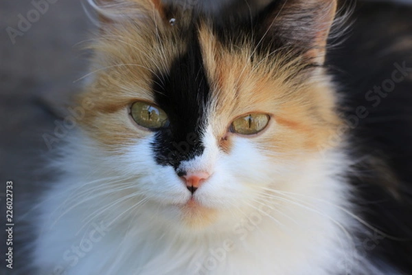 Fototapeta рыжий кот  red cat