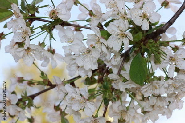 Fototapeta cherry color