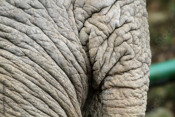 Obraz Elefantenhintern