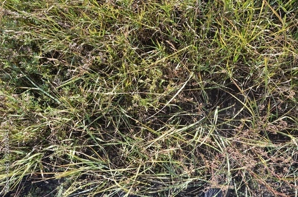 Obraz An autumn grass texture