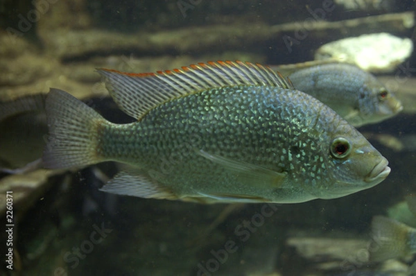 Obraz nile mouthbreeder