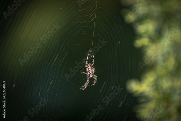 Fototapeta spider in the middle of his knit net on a green background
