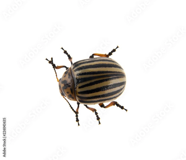 Fototapeta Colorado beetle isolated on white background