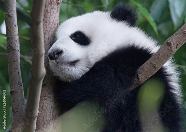 Obraz Panda giant baby sleeping on the tree