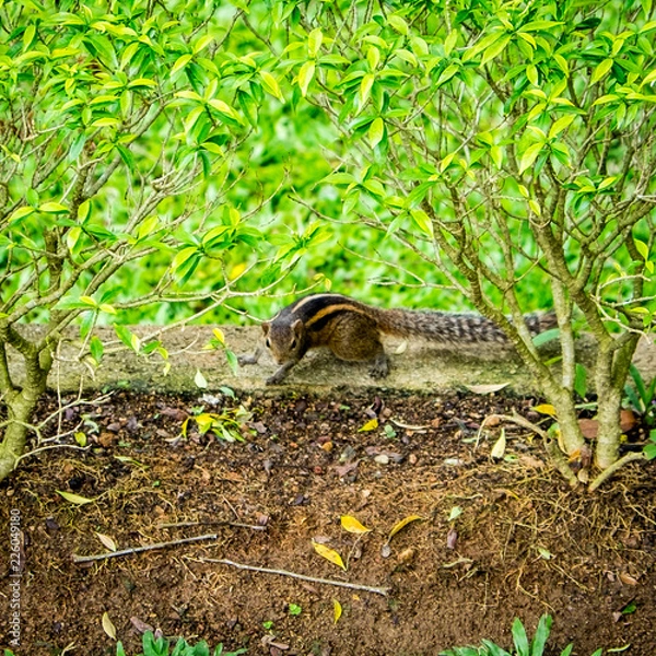 Obraz chipmunk on rock