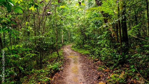 Fototapeta path in the forest