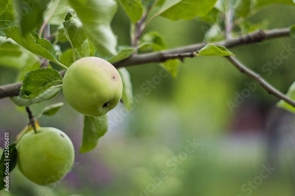 Fototapeta Apfel