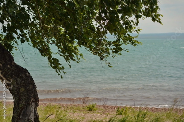 Obraz wind in the branches