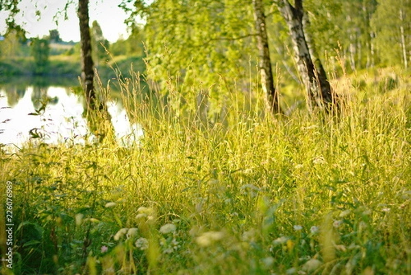 Obraz meadow by the lake