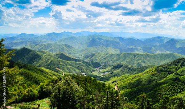 Obraz Vast Bamboo forest landscape