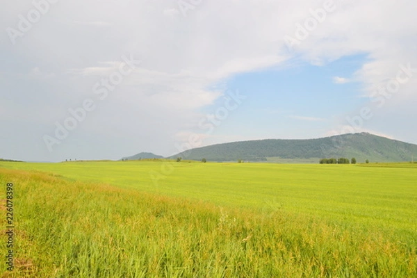 Fototapeta vanilla fields