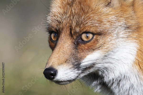 Fototapeta Close up of the face of a staring European red fox (Vulpes vulpes)