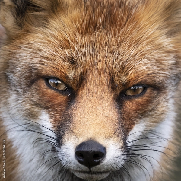 Fototapeta Close up of the face of a staring European red fox (Vulpes vulpes)