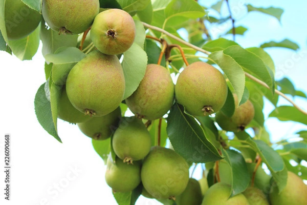 Fototapeta Pears hanging on a branch in the garden. Close-up. Background.