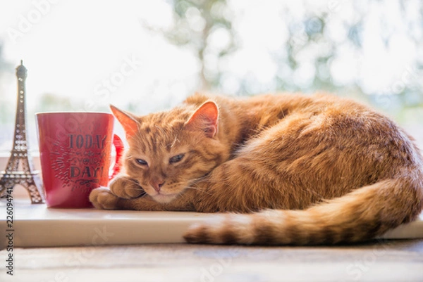 Fototapeta cat lying with a mug