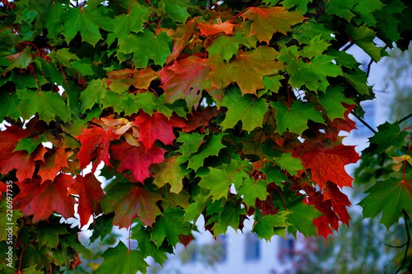 Obraz Золотая осень