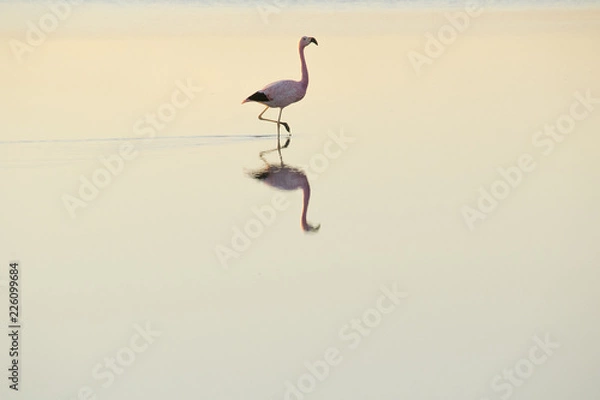 Obraz Flamingo Chaxa