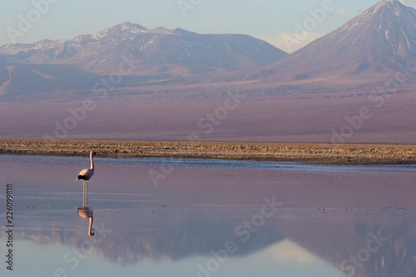Obraz Staring at Volcanos