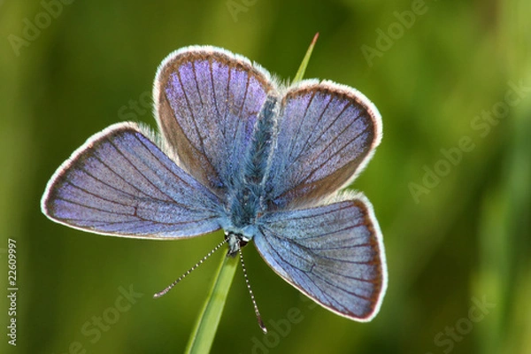 Obraz Butterfly (Lycaena argus)