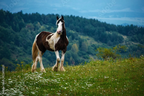 Fototapeta Irish Cob