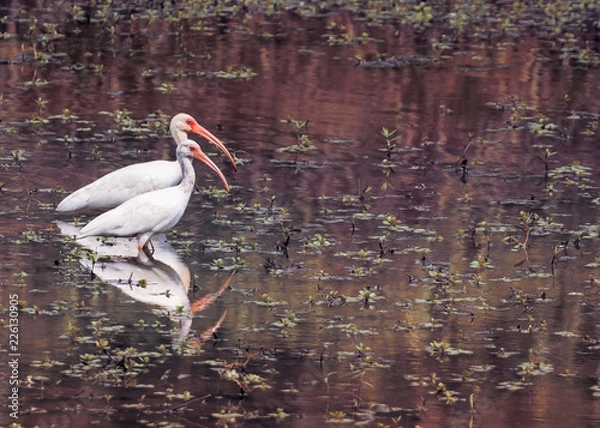 Obraz wading white ibis