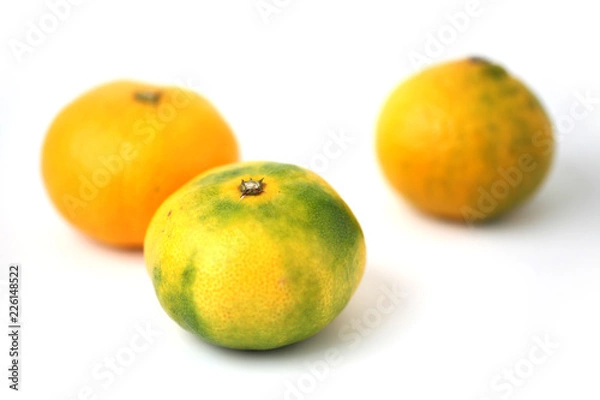 Fototapeta 温州 みかん ミカン 白背景