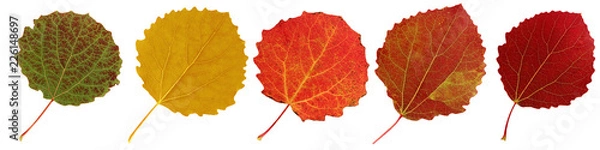 Fototapeta Autumn aspen leaves isolated on white background.