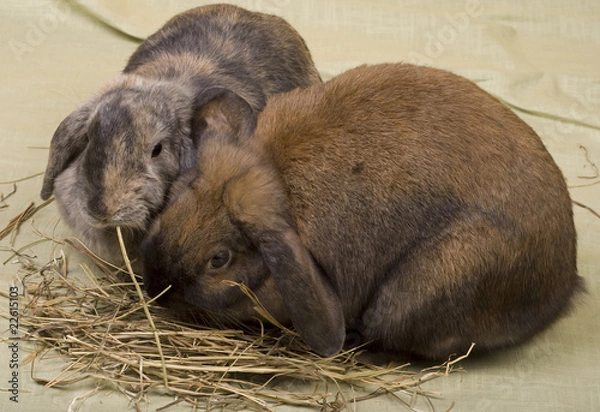 Obraz Two pet bunnies eating hay straws.