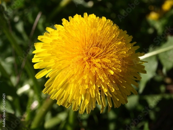 Obraz Sonchus (Sowthistle)