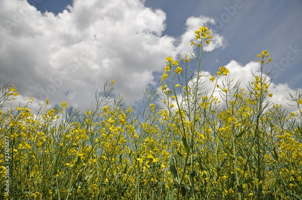 Obraz Canola Field