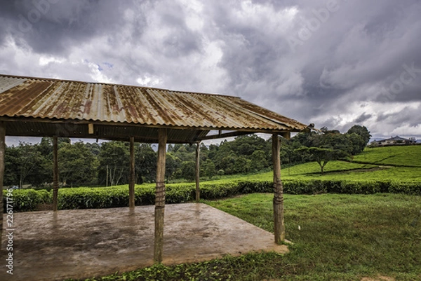 Obraz Local collection centre on a tea estate in the Nandi Hills, Kenya. The leaf shed facility is an all weather structure, used for weighing and sorting tea leaves. It has a rusty roof and concrete floor.