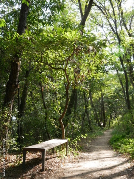 Fototapeta 햇살이 비치는 숲길의 벤치