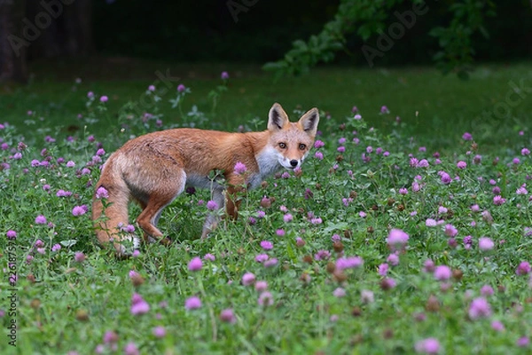 Fototapeta キタキツネの子供