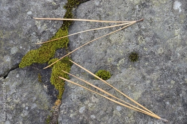 Fototapeta 高野山壇上伽藍の三鈷の松