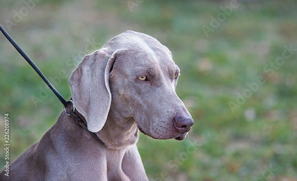 Fototapeta Portrait of a Weimarane