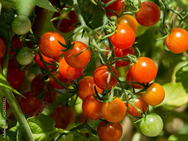 Obraz Red cocktail tomatoes