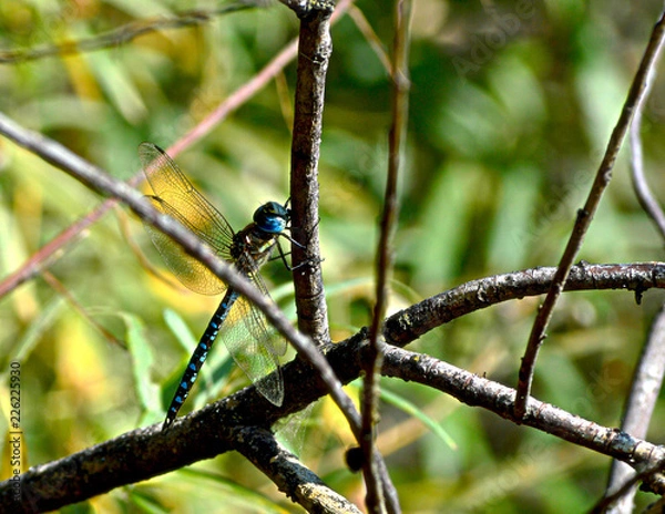 Obraz Dragonfly's hiding