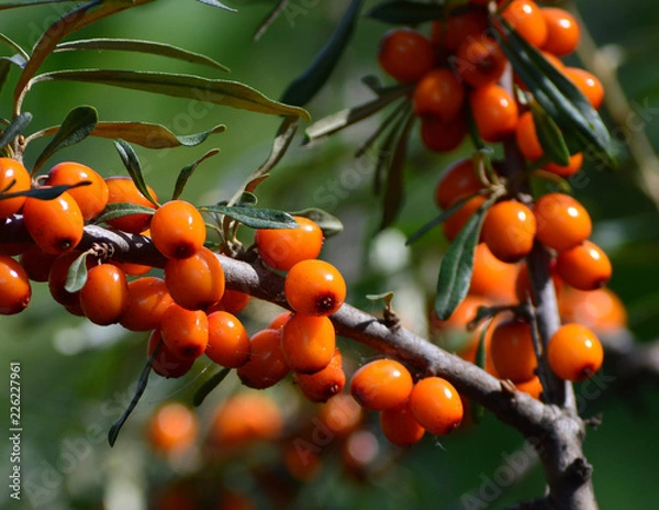 Obraz branch of seabuckthorn