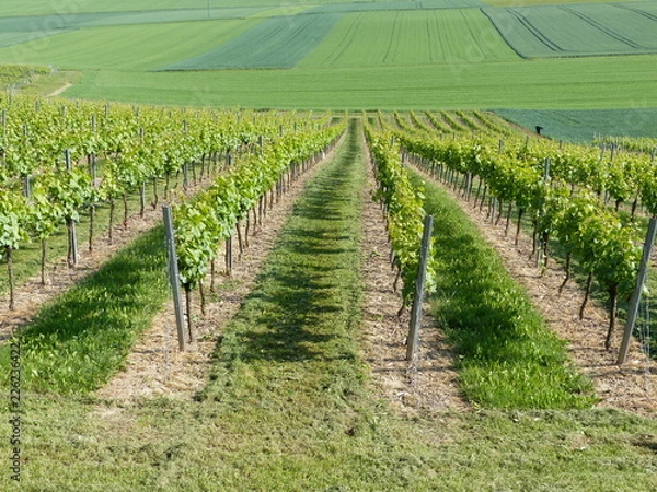 Fototapeta Weinberge im Frühling in Udenheim / Rheinhessen