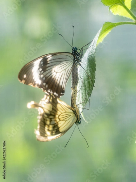 Obraz Butterfly