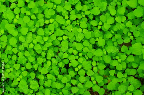 Obraz green clover background