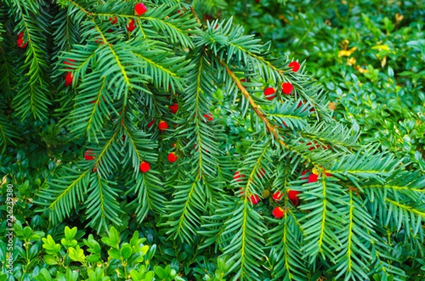 Obraz branch of a christmas tree
